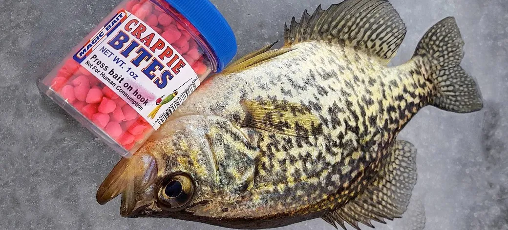 crappie bites magic bait